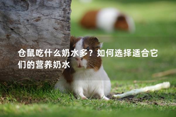 仓鼠吃什么奶水多？如何选择适合它们的营养奶水