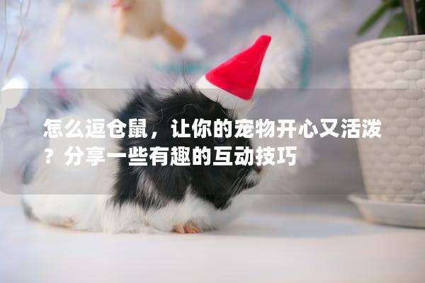 怎么逗仓鼠，让你的宠物开心又活泼？分享一些有趣的互动技巧