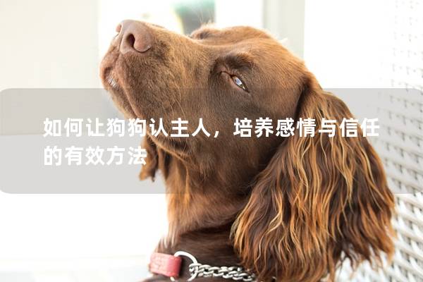 如何让狗狗认主人，培养感情与信任的有效方法