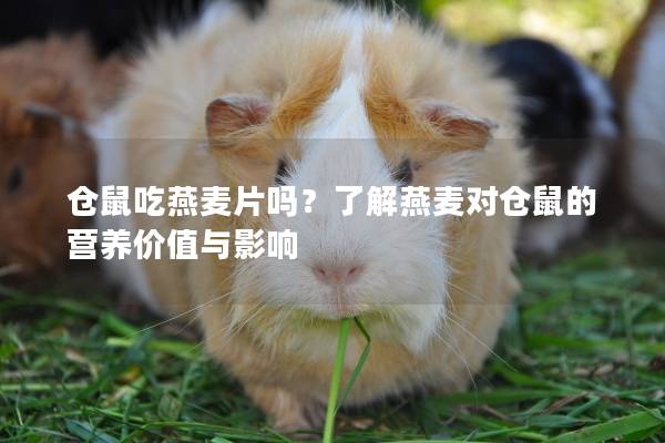 仓鼠吃燕麦片吗？了解燕麦对仓鼠的营养价值与影响