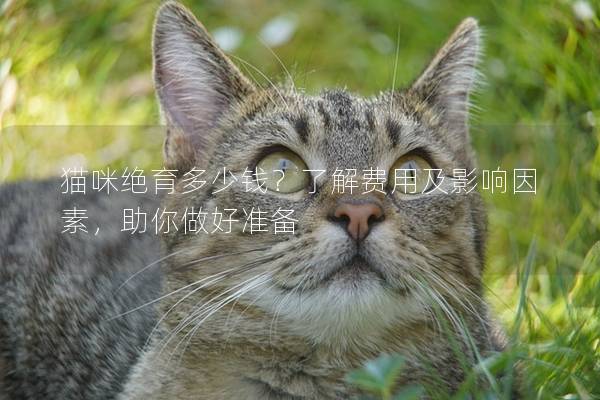 猫咪绝育多少钱？了解费用及影响因素，助你做好准备