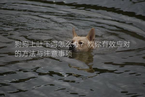 狗狗上吐下泻怎么办?教你有效应对的方法与注意事项 狗狗上吐下泻怎么办?教你有效应对的方法与注意事项
