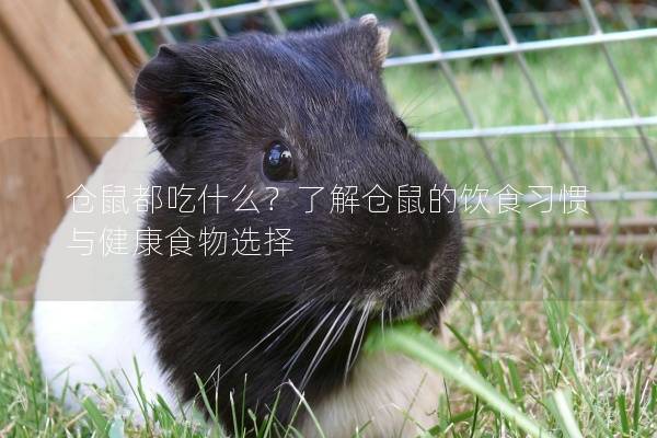仓鼠都吃什么？了解仓鼠的饮食习惯与健康食物选择