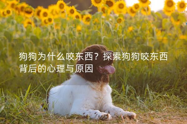 狗狗为什么咬东西？探索狗狗咬东西背后的心理与原因