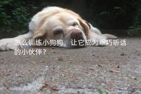 怎么训练小狗狗，让它成为乖巧听话的小伙伴？