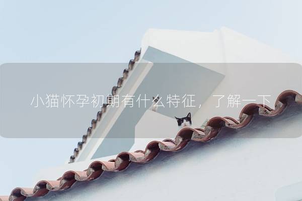 小猫怀孕初期有什么特征，了解一下