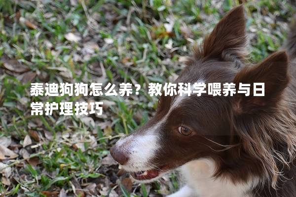 泰迪狗狗怎么养?教你科学喂养与日常护理技巧 泰迪狗狗怎么养?教你科学喂养与日常护理技巧