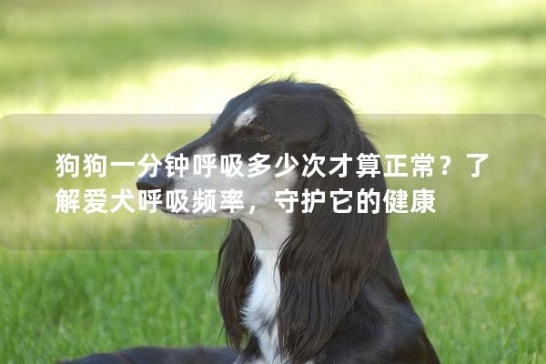 狗狗一分钟呼吸多少次才算正常？了解爱犬呼吸频率，守护它的健康