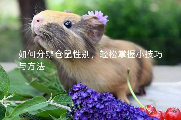 如何分辨仓鼠性别，轻松掌握小技巧与方法