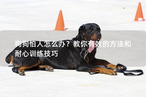 狗狗怕人怎么办?教你有效的方法和耐心训练技巧 狗狗怕人怎么办?教你有效的方法和耐心训练技巧