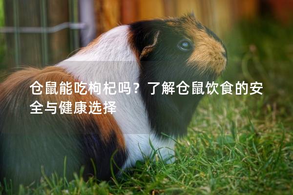 仓鼠能吃枸杞吗？了解仓鼠饮食的安全与健康选择