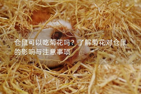 仓鼠可以吃菊花吗？了解菊花对仓鼠的影响与注意事项