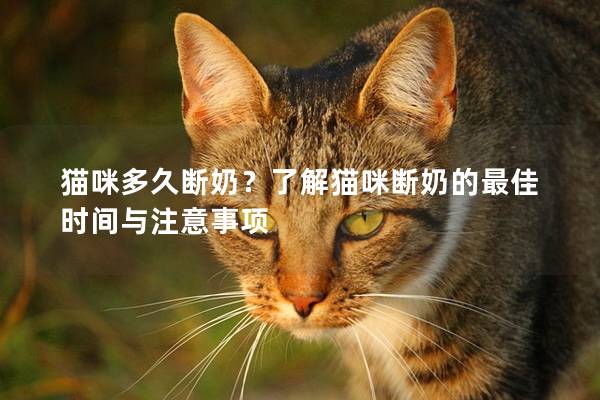 猫咪多久断奶？了解猫咪断奶的最佳时间与注意事项