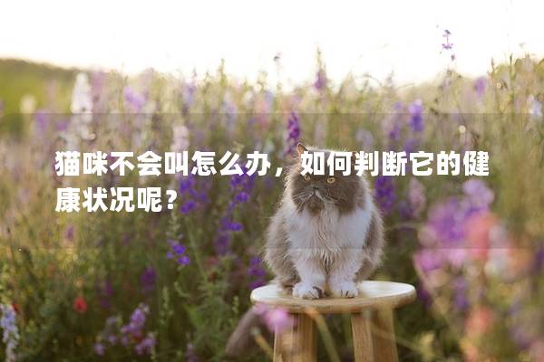 猫咪不会叫怎么办,如何判断它的健康状况呢? 猫咪不会叫怎么办,如何判断它的健康状况呢?
