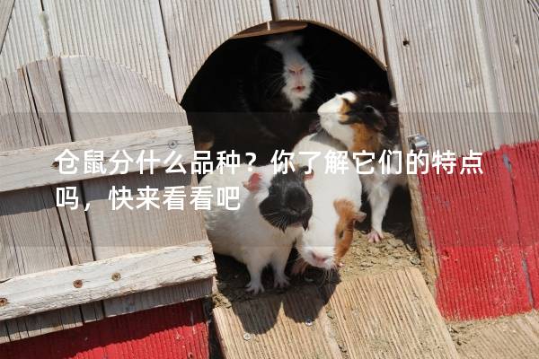 仓鼠分什么品种？你了解它们的特点吗，快来看看吧