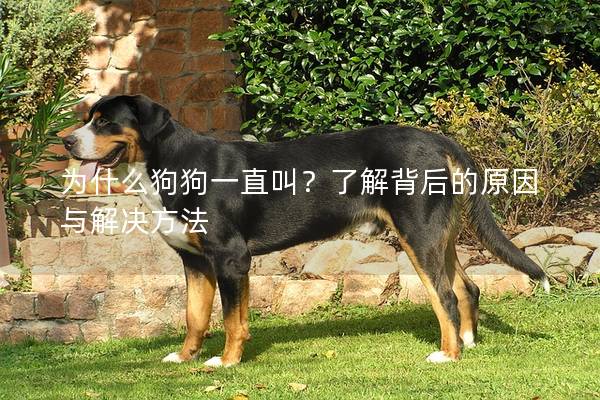 为什么狗狗一直叫？了解背后的原因与解决方法