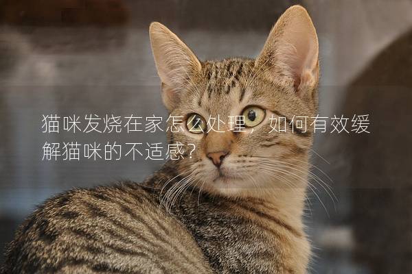 猫咪发烧在家怎么处理，如何有效缓解猫咪的不适感？