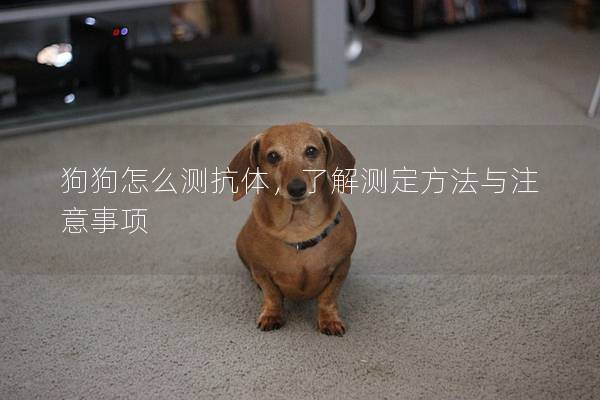 狗狗怎么测抗体，了解测定方法与注意事项