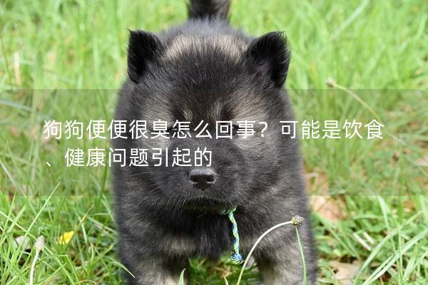 狗狗便便很臭怎么回事？可能是饮食、健康问题引起的