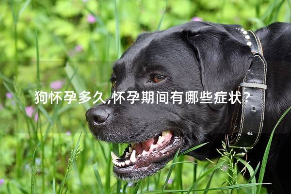 狗怀孕多久,怀孕期间有哪些症状？