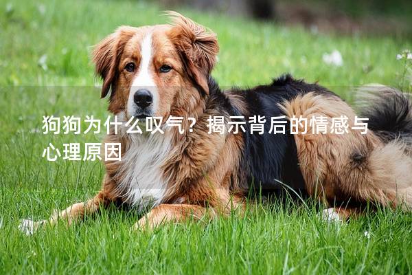 狗狗为什么叹气？揭示背后的情感与心理原因