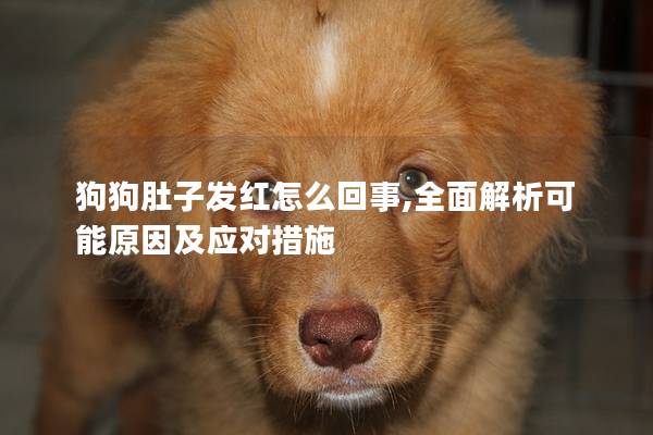 狗狗肚子发红怎么回事,全面解析可能原因及应对措施