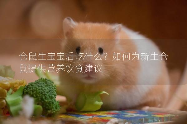 仓鼠生宝宝后吃什么？如何为新生仓鼠提供营养饮食建议