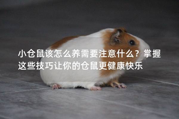 小仓鼠该怎么养需要注意什么？掌握这些技巧让你的仓鼠更健康快乐