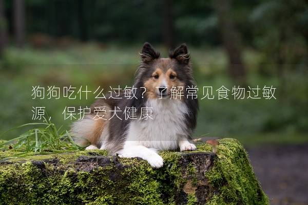 狗狗吃什么过敏？了解常见食物过敏源，保护爱犬健康