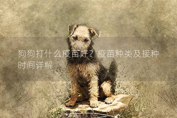 狗狗打什么疫苗好?疫苗种类及接种时间详解 狗狗打什么疫苗好?疫苗种类及接种时间详解