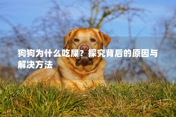 狗狗为什么吃屎？探究背后的原因与解决方法