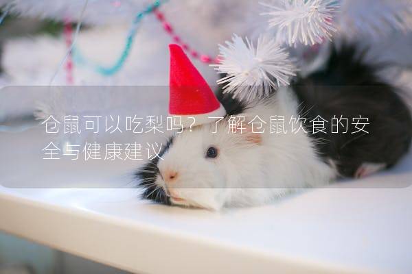 仓鼠可以吃梨吗？了解仓鼠饮食的安全与健康建议