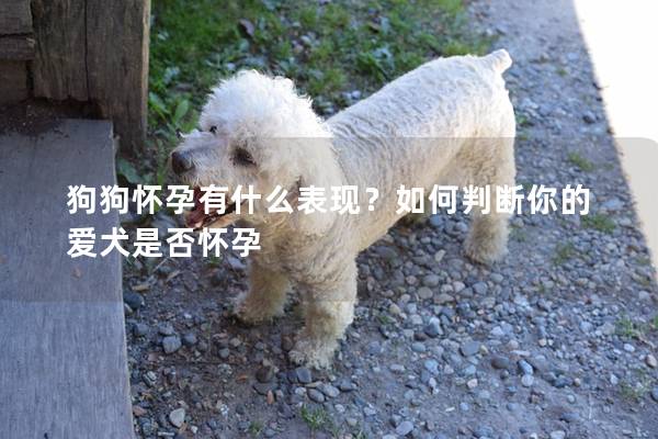 狗狗怀孕有什么表现？如何判断你的爱犬是否怀孕