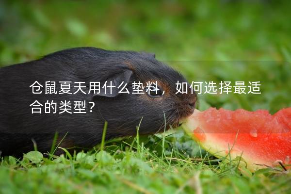 仓鼠夏天用什么垫料，如何选择最适合的类型？