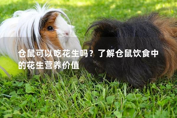 仓鼠可以吃花生吗？了解仓鼠饮食中的花生营养价值