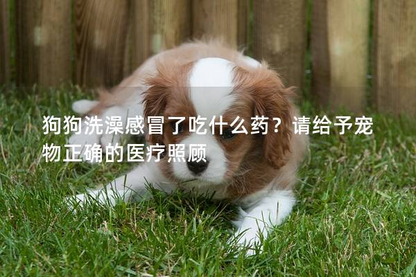 狗狗洗澡感冒了吃什么药?请给予宠物正确的医疗照顾 狗狗洗澡感冒了吃什么药?请给予宠物正确的医疗照顾