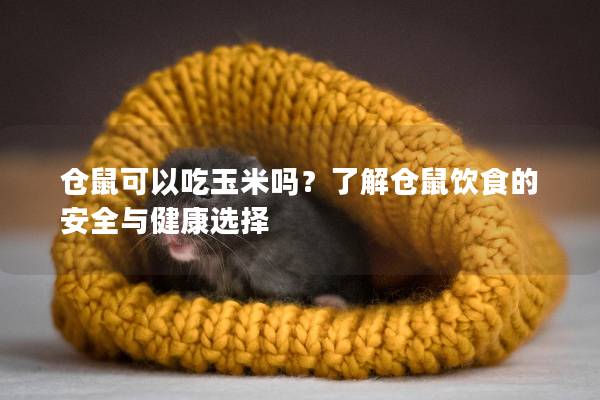 仓鼠可以吃玉米吗？了解仓鼠饮食的安全与健康选择