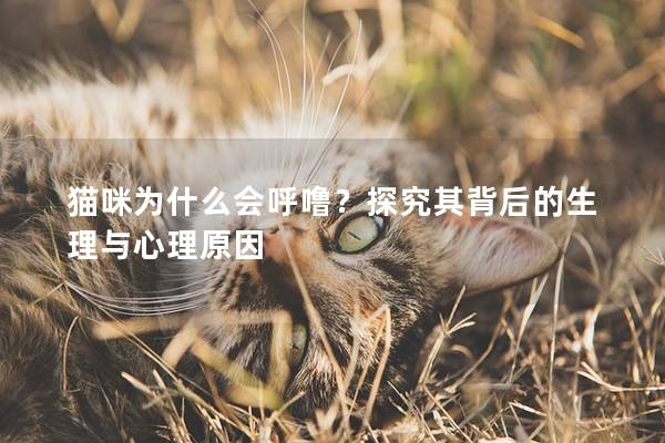 猫咪为什么会呼噜？探究其背后的生理与心理原因