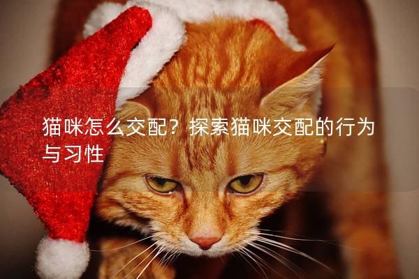 猫咪怎么交配？探索猫咪交配的行为与习性