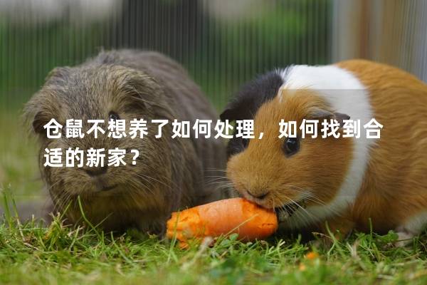 仓鼠不想养了如何处理，如何找到合适的新家？