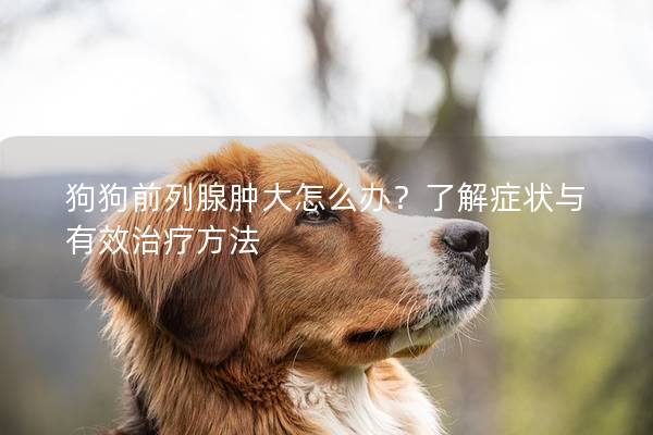 狗狗前列腺肿大怎么办？了解症状与有效治疗方法