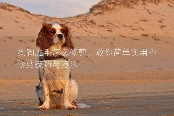 狗狗腿毛怎么修剪，教你简单实用的修剪技巧与方法