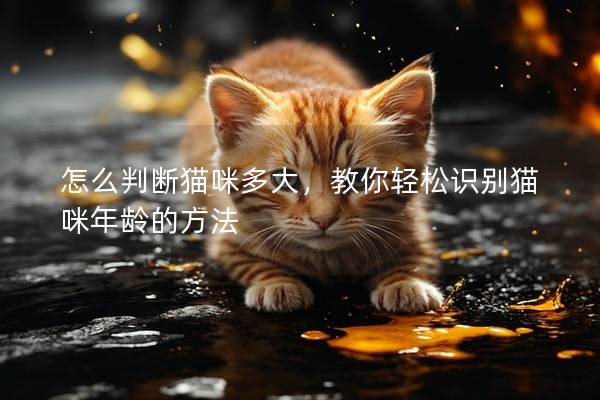 怎么判断猫咪多大，教你轻松识别猫咪年龄的方法