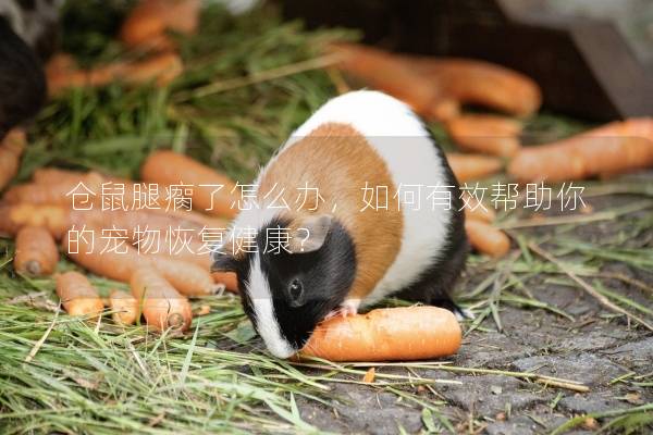 仓鼠腿瘸了怎么办，如何有效帮助你的宠物恢复健康？
