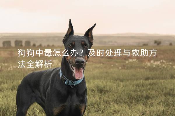 狗狗中毒怎么办？及时处理与救助方法全解析