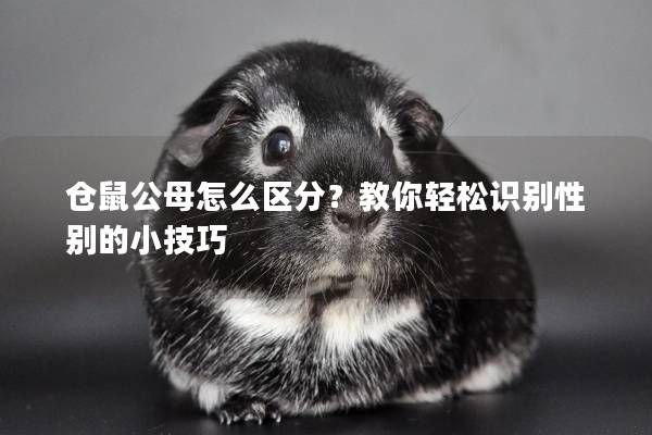 仓鼠公母怎么区分？教你轻松识别性别的小技巧