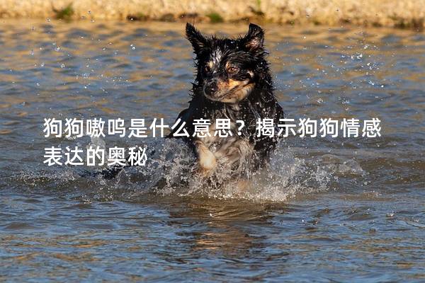狗狗嗷呜是什么意思？揭示狗狗情感表达的奥秘