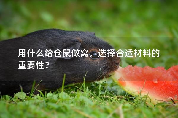 用什么给仓鼠做窝，选择合适材料的重要性？
