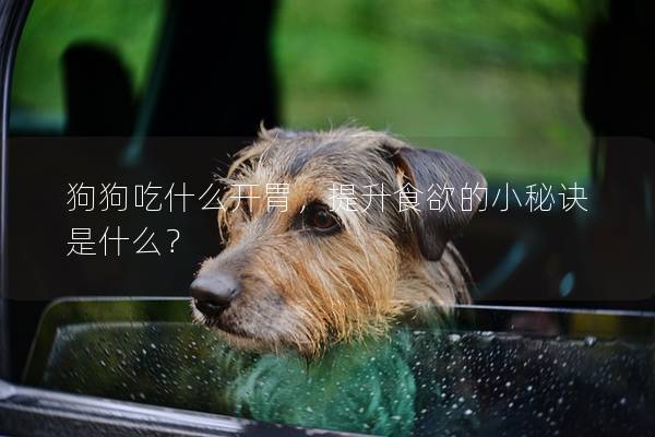 狗狗吃什么开胃，提升食欲的小秘诀是什么？