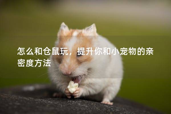 怎么和仓鼠玩，提升你和小宠物的亲密度方法